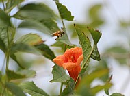 Honeysuckle Bee