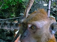 Monkeys in Thailand