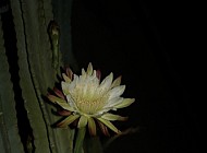 Peruvian Cactus Night Bloom