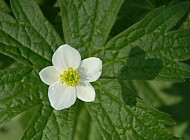 White Flower