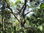 Florida Everglades
