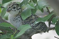 Ptarmigan