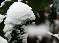 snow on green