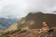 dog resting in the mountains