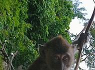 Monkeys in Thailand