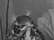 Angry Baby Robin