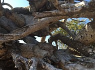 VINES AND FENCE