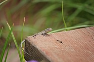 Baby Lizard