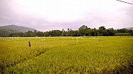 Filipino Rice Fields