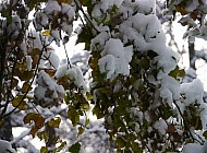 first snow on the fall leaves