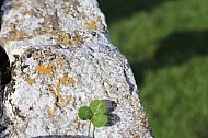 Lucky Shamrock