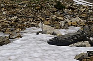 Mountain Goats