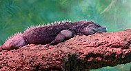 Iguana on branch