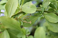 Praying Mantis