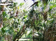 Florida Everglades