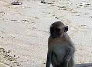 Monkeys in Thailand