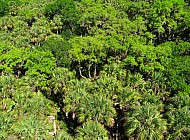Trees in the Everglades
