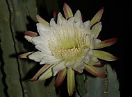 Peruvian Cactus Night Bloom