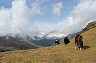grazing horses at Altyn Arashan