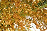 palm drupes