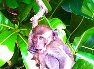 Monkeys in Thailand