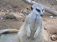 Meerkat