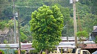 Loboc Philippines