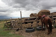 horses in front of farm
