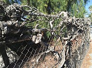 VINES AND FENCE