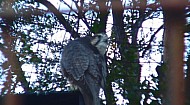 Cherrug Falcon