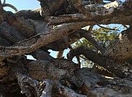 VINES AND FENCE