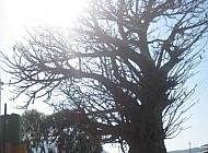 Baobab tree in Cape Mclear (Lake Malawi)