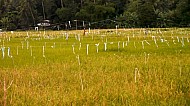 Filipino Rice Fields