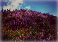 wild flowers