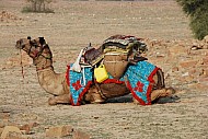 Camel Safari D