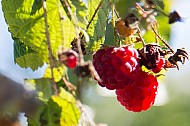 Raspberries