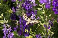 butterfly on purple