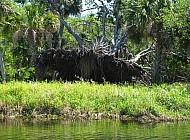 Florida Everglades