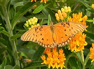 Fritillary on Orange Flowers #2