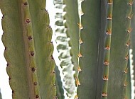 Peruvian cactus buds