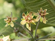 Milkweed Flowers