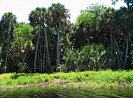 Florida Everglades