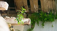San Pedro Apostol Parish Church Loboc Philippines