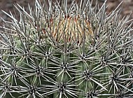 Barrel Cactus