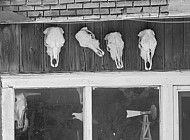 Cow Skulls For Sale