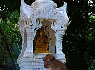Buddhist Monkeys in Thailand