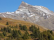 Rocky Mountain Sheep