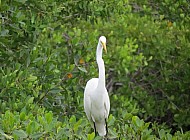 Egret