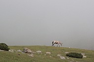 lonely horse in the fog