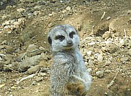 meerkat